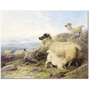 Sheep On A Mountainside by Richard Ansdell