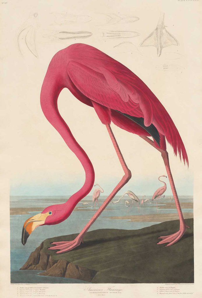 American Flamingo by John James Audubon