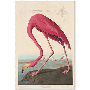 American Flamingo by John James Audubon