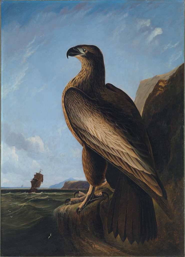 Washington Sea Eagle by John James Audubon