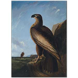 Washington Sea Eagle by John James Audubon