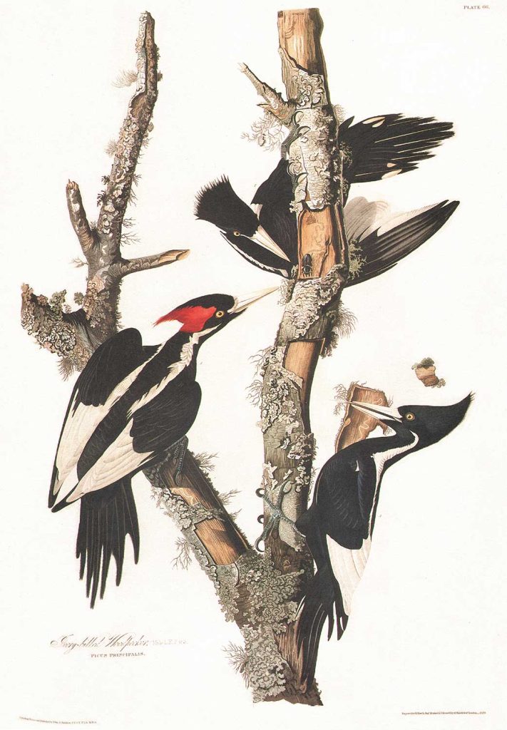 Woodpecker by John James Audubon