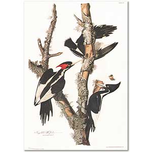 Woodpecker by John James Audubon