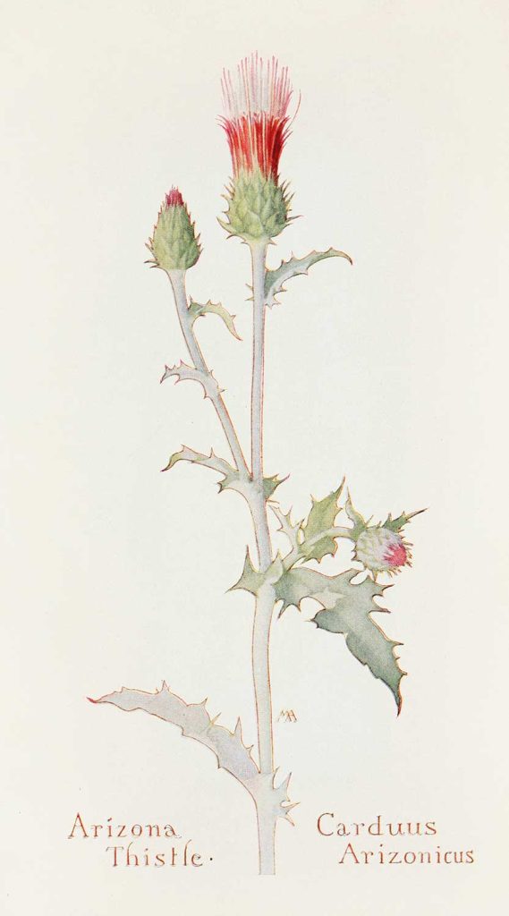 Arizona Thistle by Margaret Neilson Armstrong