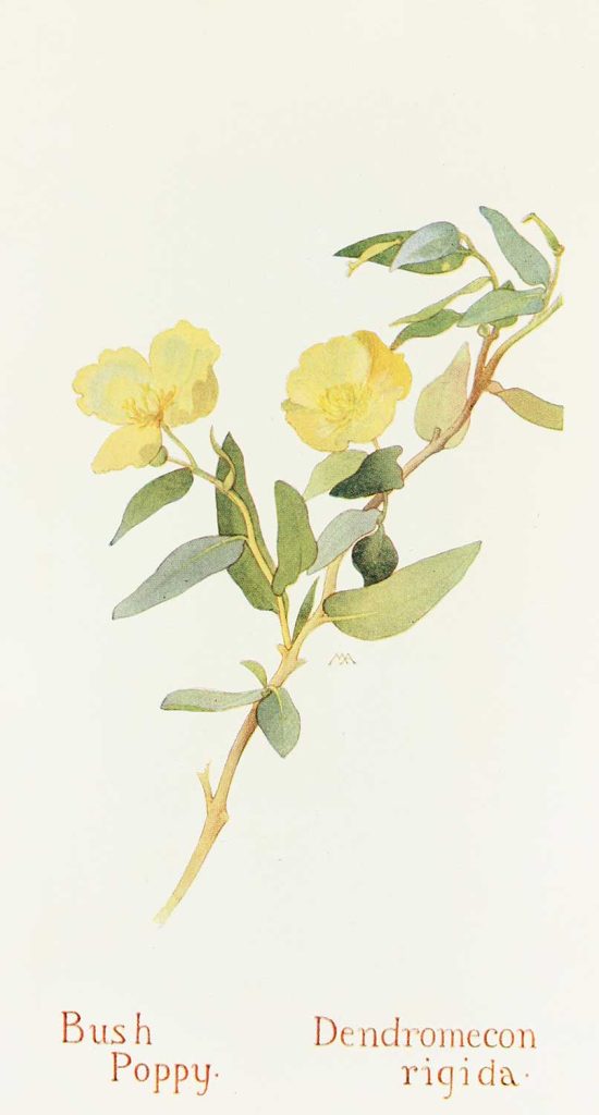 Bush Poppy by Margaret Neilson Armstrong