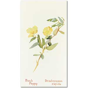Bush Poppy by Margaret Neilson Armstrong