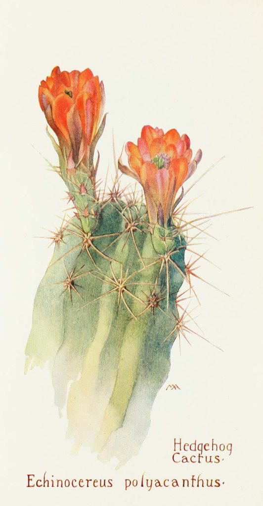 Hedgehog Cactus by Margaret Neilson Armstrong
