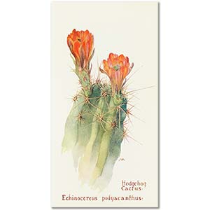 Hedgehog Cactus by Margaret Neilson Armstrong
