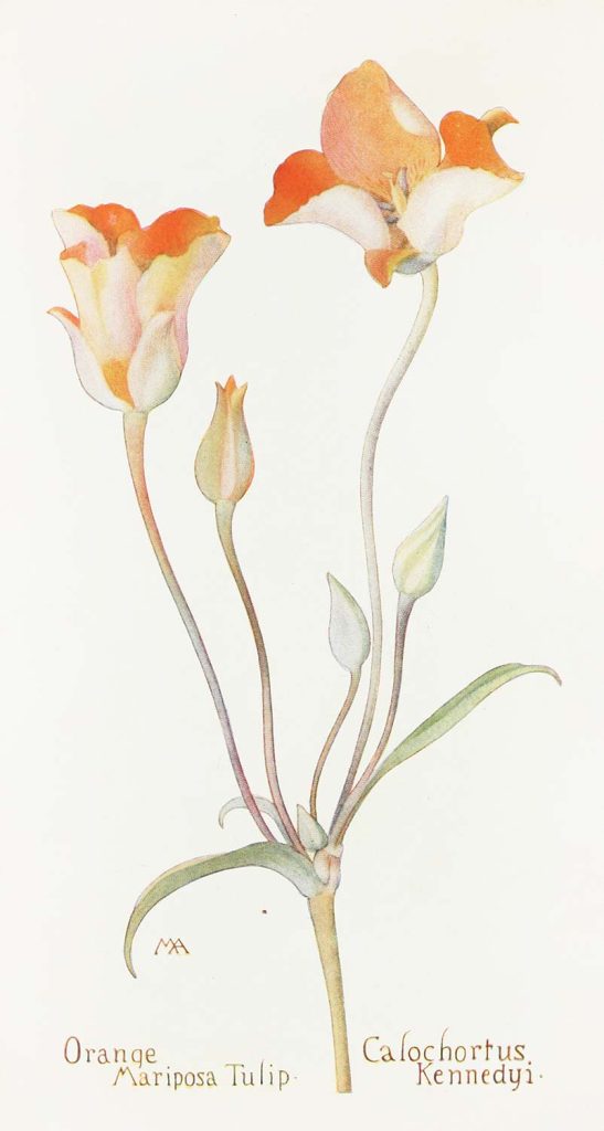 Orange Mariposa Tulip by Margaret Neilson Armstrong
