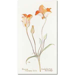 Orange Mariposa Tulip by Margaret Neilson Armstrong