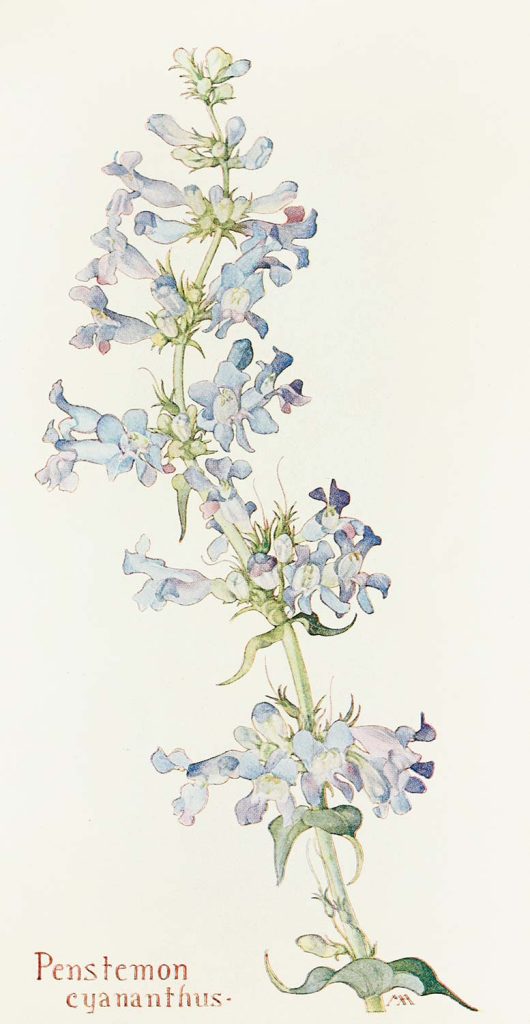 Penstemon Cyananthus by Margaret Neilson Armstrong