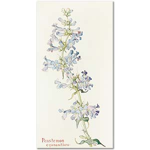 Penstemon Cyananthus by Margaret Neilson Armstrong
