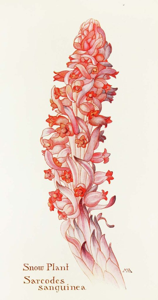 Snow Plant by Margaret Neilson Armstrong