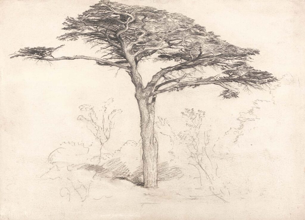 Old Cedar Tree in Botanic Garden, Chelsea by Samuel Palmer